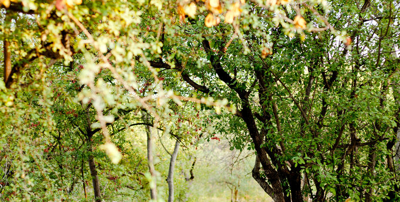 Toshari Lodge Garden