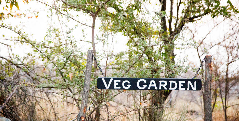 Vegetable garden