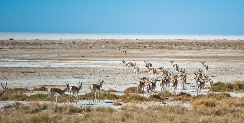 Etosha National Park