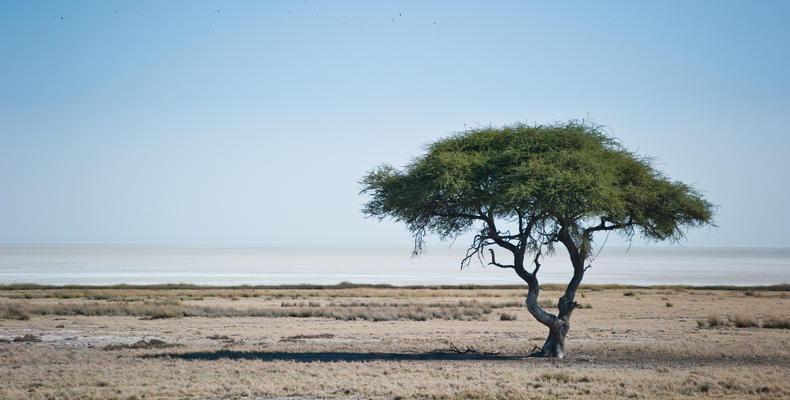 Etosha National Park