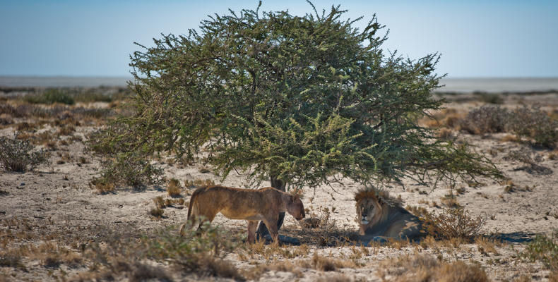 Etosha National Park