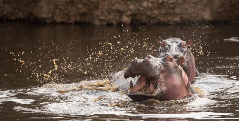 Hippo Pool new the Camp