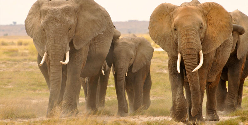 Wild Animals passing near the Camp