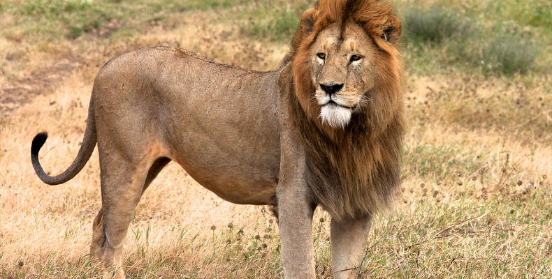 Wild Animals passing near the Camp