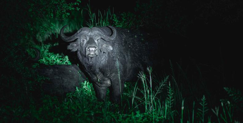 Animals around the Camp area