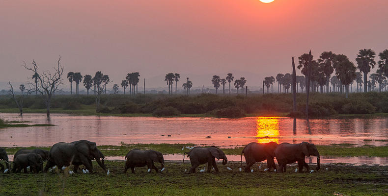 Roho ya Selous -  Elephants walking along the river