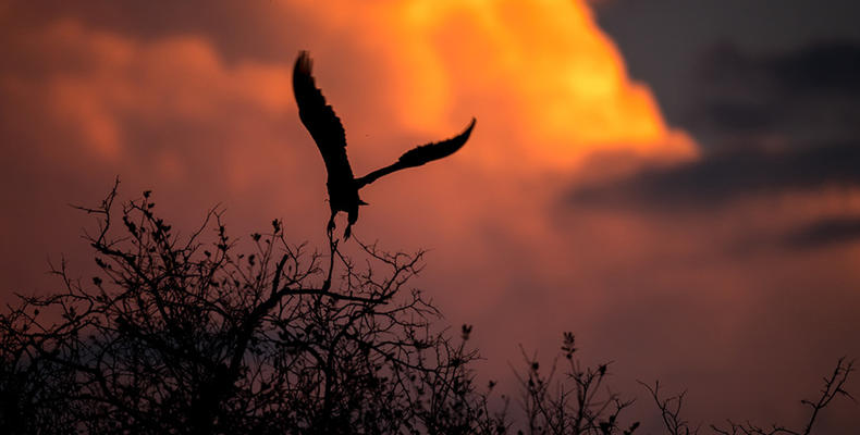 Roho ya Selous - Fish eagle at sunset