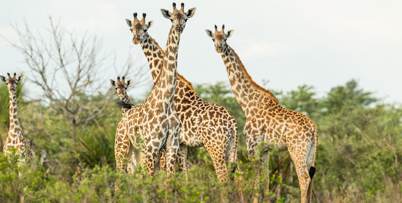 Roho ya Selous - Giraffes