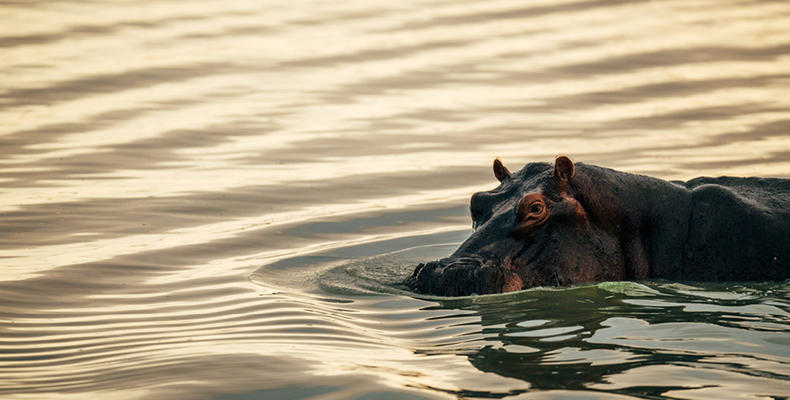 Roho ya Selous - Hippo