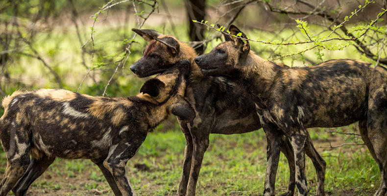 Roho ya Selous - Wild dogs