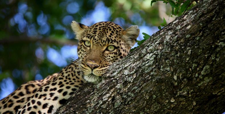 Local Leopardess.