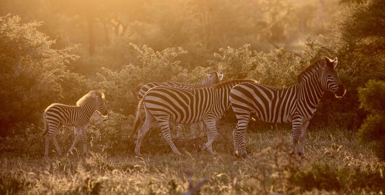 Klaserie Wildlife.