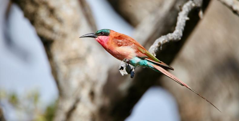 Magnificent birds.