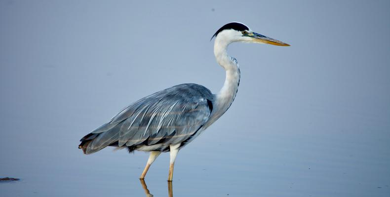 River Birds