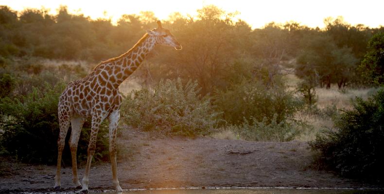 Kruger Wildlife.