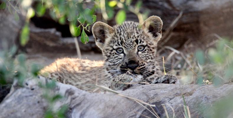 Young Leopard Cub