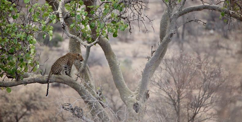Special Leopard