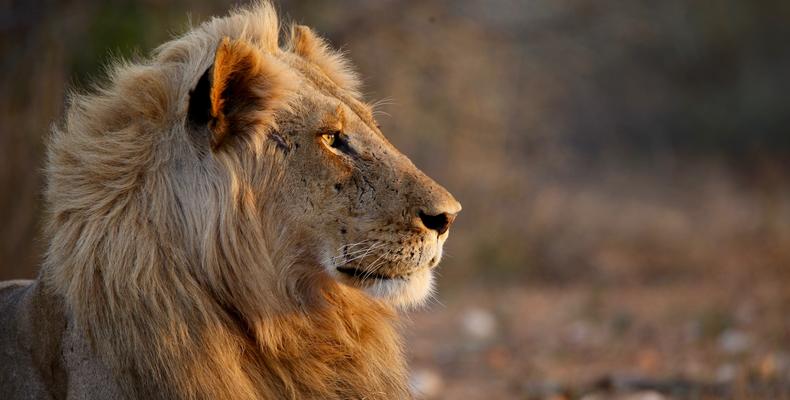 Greater Kruger Wildlife