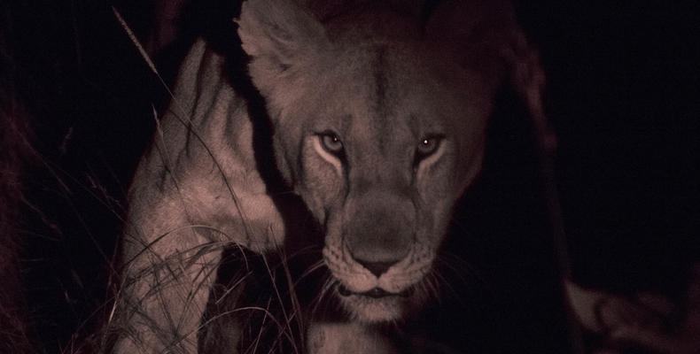 Night Game Drive