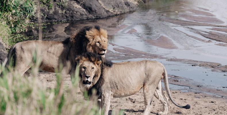 TAASA Safari & Wildlife