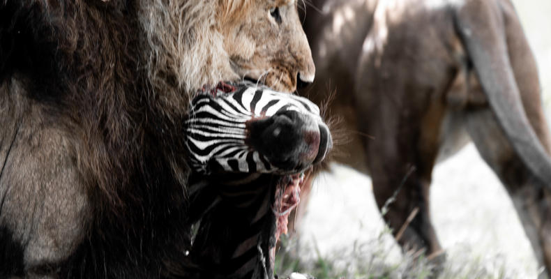 TAASA Safari & Wildlife