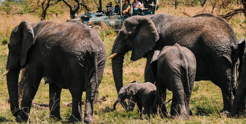 Wildlife & Safari at Taasa