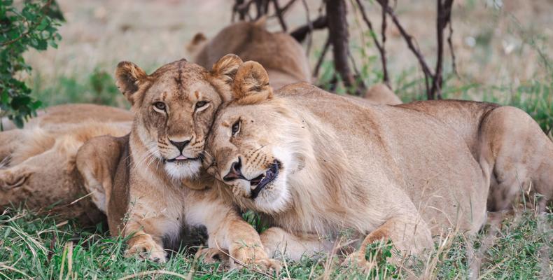 TAASA Safari & Wildlife