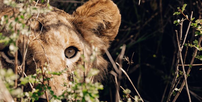 TAASA Safari & Wildlife