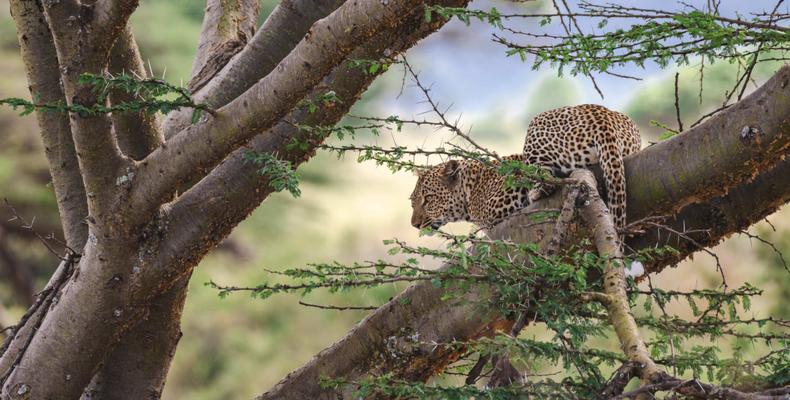 TAASA Safari & Wildlife