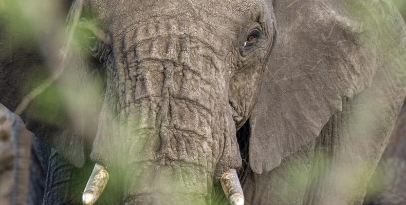 TAASA Safari & Wildlife