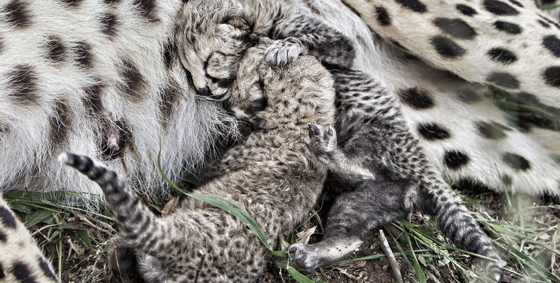 Cheetah cubs born at Emdoneni Project