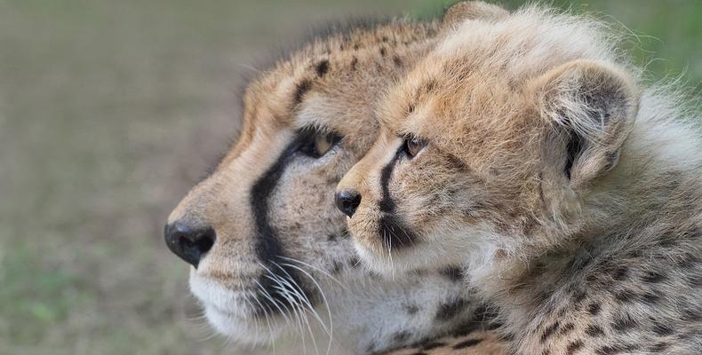 Cheetah
