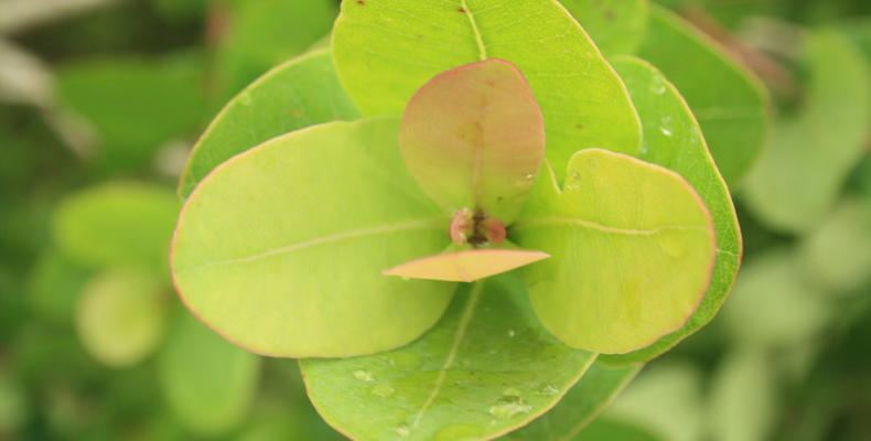 Waterberry tree