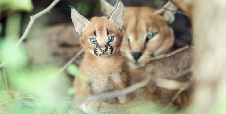 Caracal mom and baby