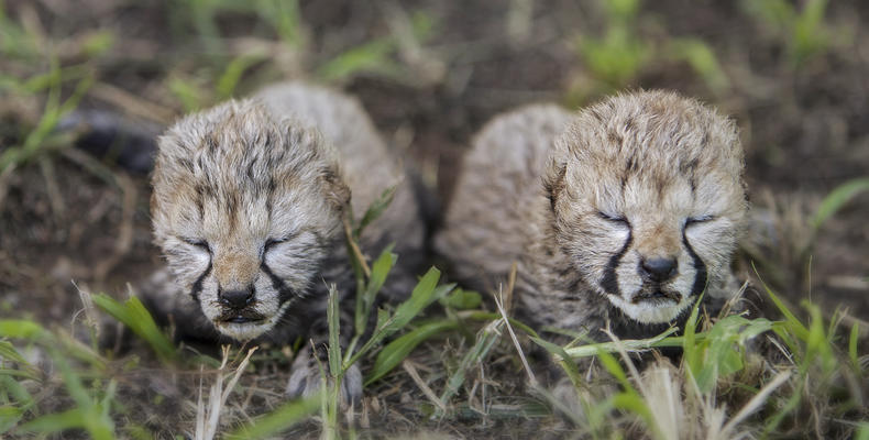 Cheetah cubs born at Emdoneni
