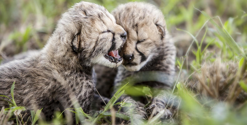 Cheetah cubs born at Emdoneni