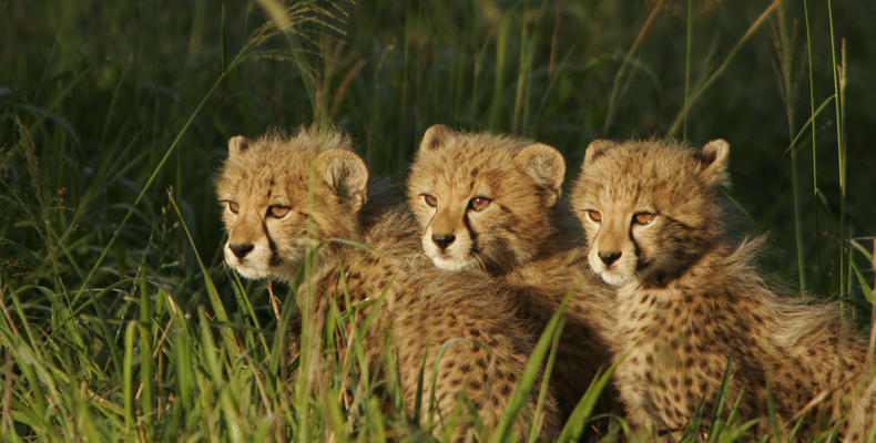 Emdoneni Cheetah Project