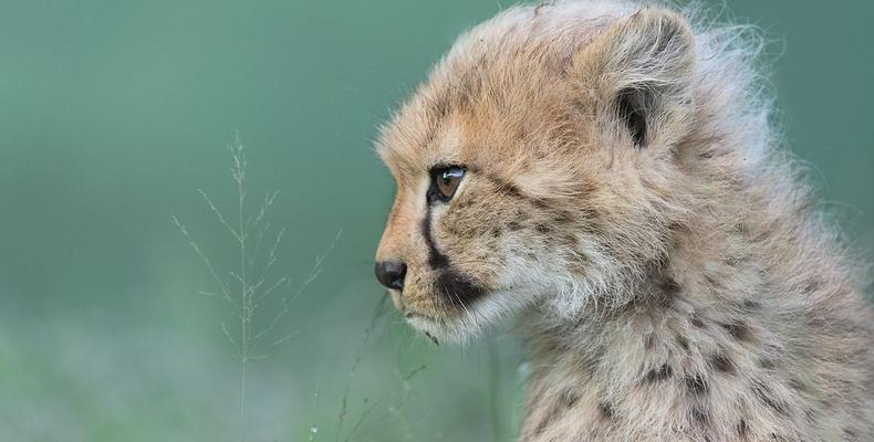 Cheetah cub born at Emdoneni 