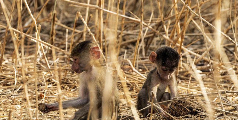 Jabali Private House - Baby Baboons