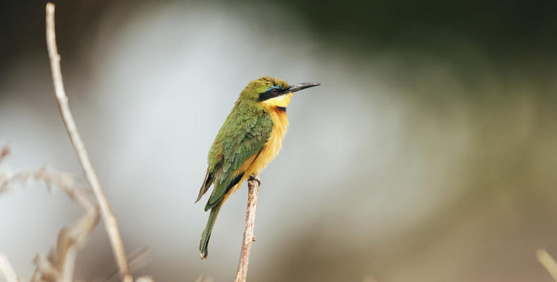 Jabali Private House - Bird Watching