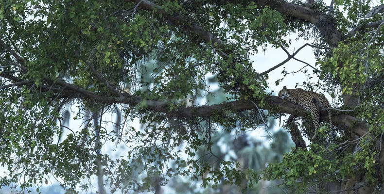 Jabali Private House - Leopard