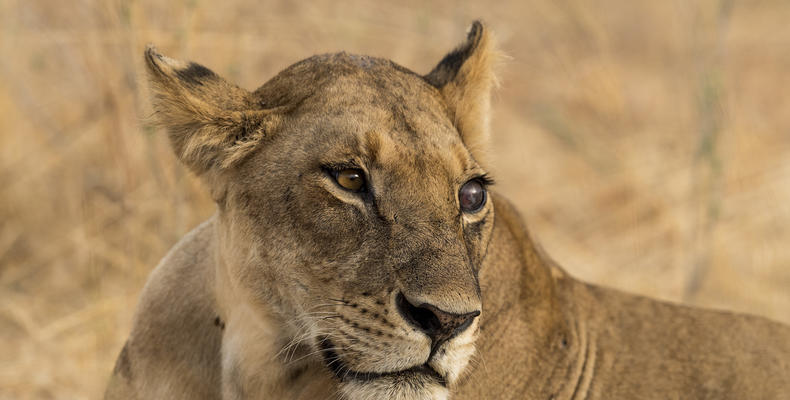 Jabali private House - Lioness