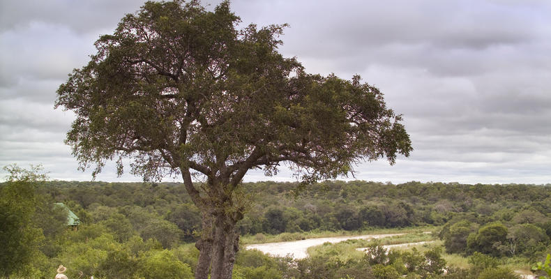 Kirkman's Kamp - River Views