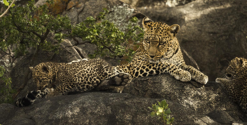 Leopard