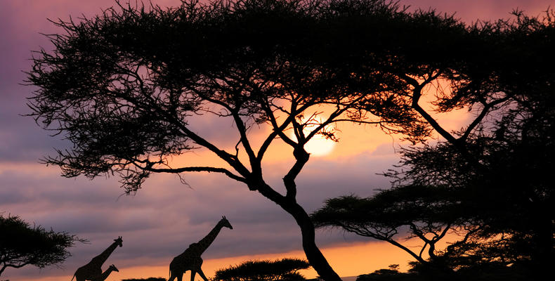 Siringit Safari Giraffe