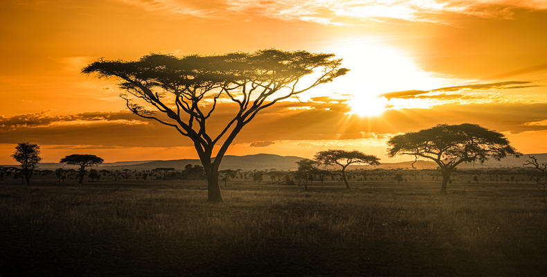 Beautiful Views of the Serengeti Plains