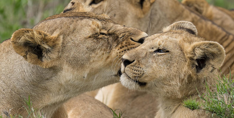 Siringit Serengeti Camp