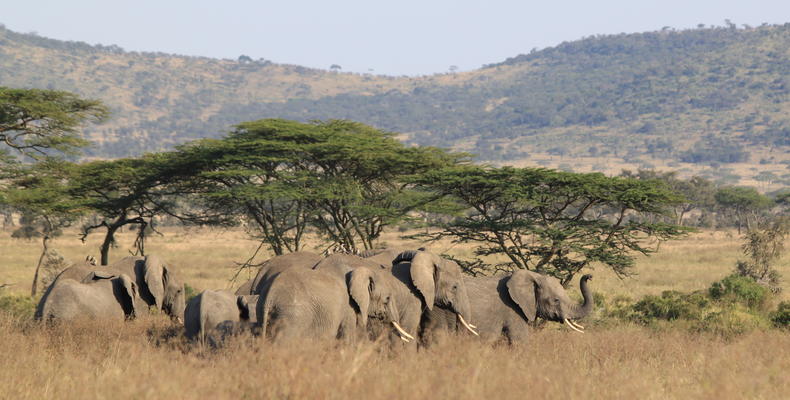Elephant herd