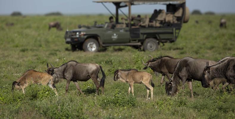 Siringit Serengeti Camp