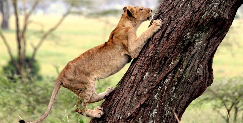 Tree climbing lion